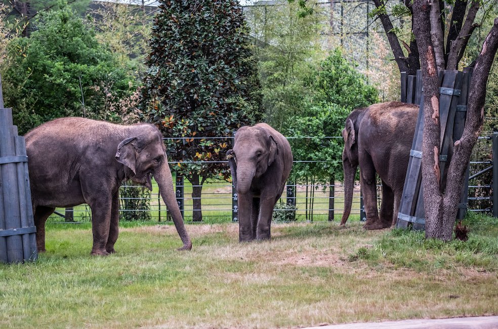 Fort Worth Zoo Celebrates Grand Opening of Elephant Springs - Fort